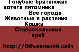 Голубые британские котята питомника Silvery Snow. - Все города Животные и растения » Кошки   . Ставропольский край